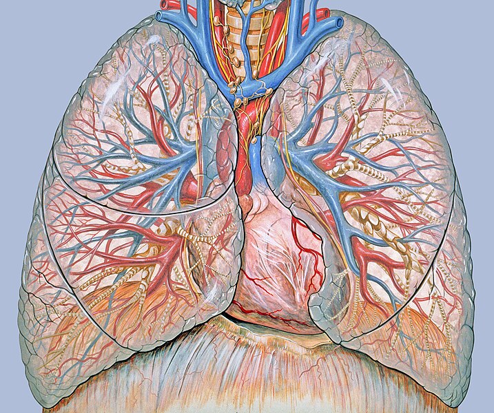 La UPF y la Côte d'Azur determinan que la inclinación con la que las venas pulmonares llegan al corazón influye en el riesgo de trombos sanguíneos