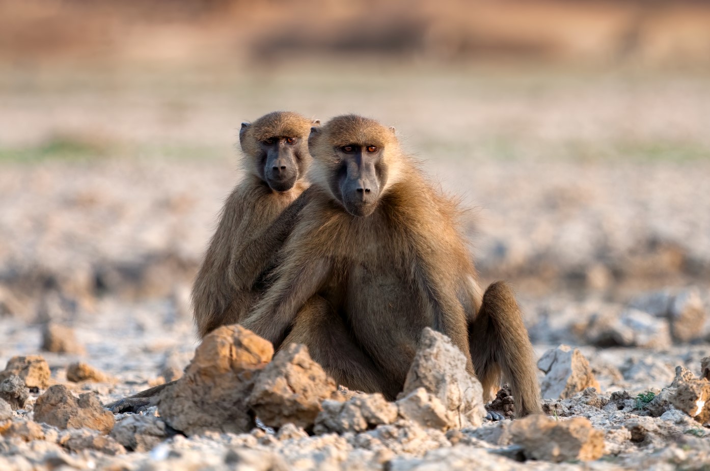 L'ADN dels primats revela aplicacions per a la salut humana