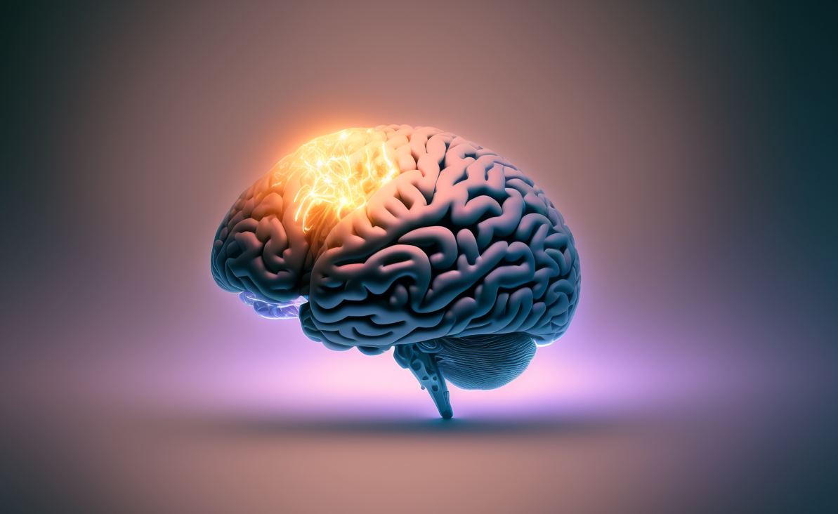 Un nou estudi de la UPF i la Universitat d'Oxford revela ‘l’anell’ de regions que dirigeixen les funcions cerebrals