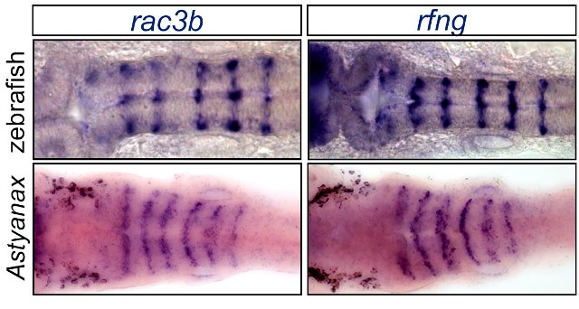 The evolutionary emergence of the rac3b/rfng/sgca regulatory cluster refined mechanisms for hindbrain boundaries formation