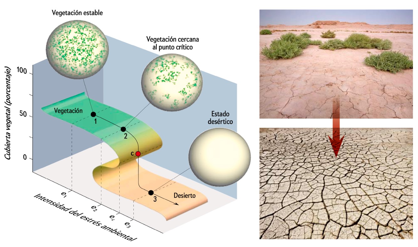 The distribution of vegetation acts as a firebreak against the collapse of arid ecosystems
