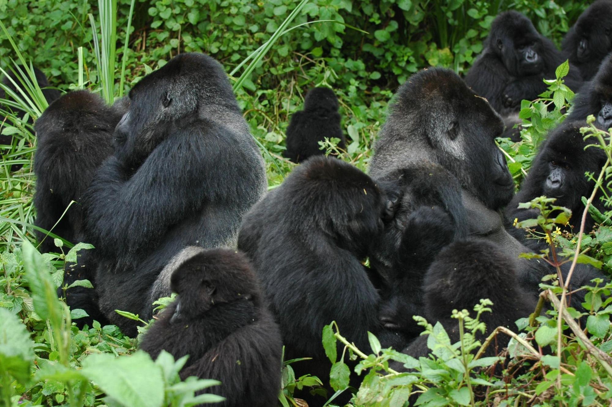 Gene flow from an extinct gorilla population to eastern gorillas discovered