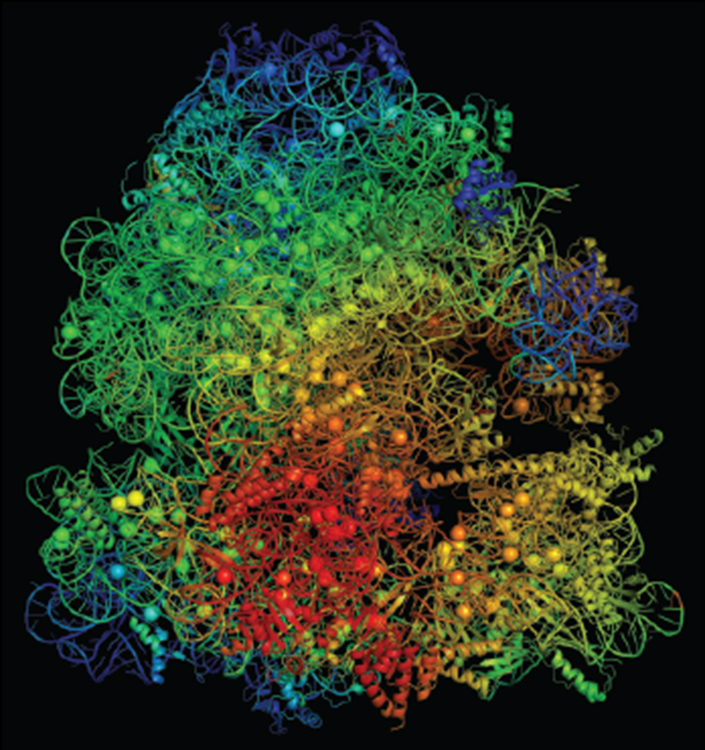 A model structure of a ribosome with color-coded flexibility indicators; red highlights ribosome regions that become more flexible, while blue depicts more rigid areas Imatge inicial - A model structure of a ribosome with color-coded flexibility indicators; red highlights ribosome regions that become more flexible, while blue depicts more rigid areas