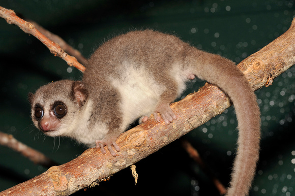 Cheirogaleus medius - Duke Lemur Center