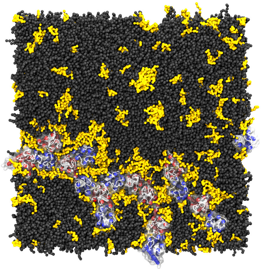 250 microsegons d'una simulació de la dopamina D2 i els receptors A2A d'adenosina a una membrana neuronal rica en lípids poliinsaturats. Font: Ramon Guixà y Jana Selent