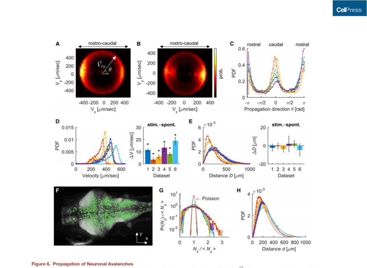 "Whole-Brain Neuronal Activity Displays Crackling Noise Dynamics", Neuron, 15 de noviembre, DOI: 10.1016/j.neuron.2018.10.045