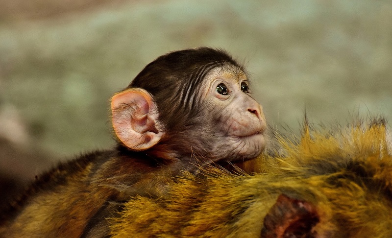 The study analyses and compares the gene expression of humans and macaques during the different stages of brain development.
