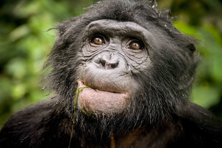 Crèdit: Dr. Cintia Garai, Wildlife Messengers