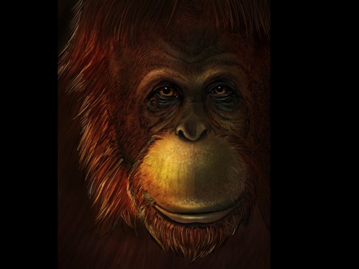 Artistic representation of Gigantopithecus blacki (eye close-up).Credits: kumi Kayama. Imatge inicial - Artistic representation of Gigantopithecus blacki (eye close-up).Credits: kumi Kayama.