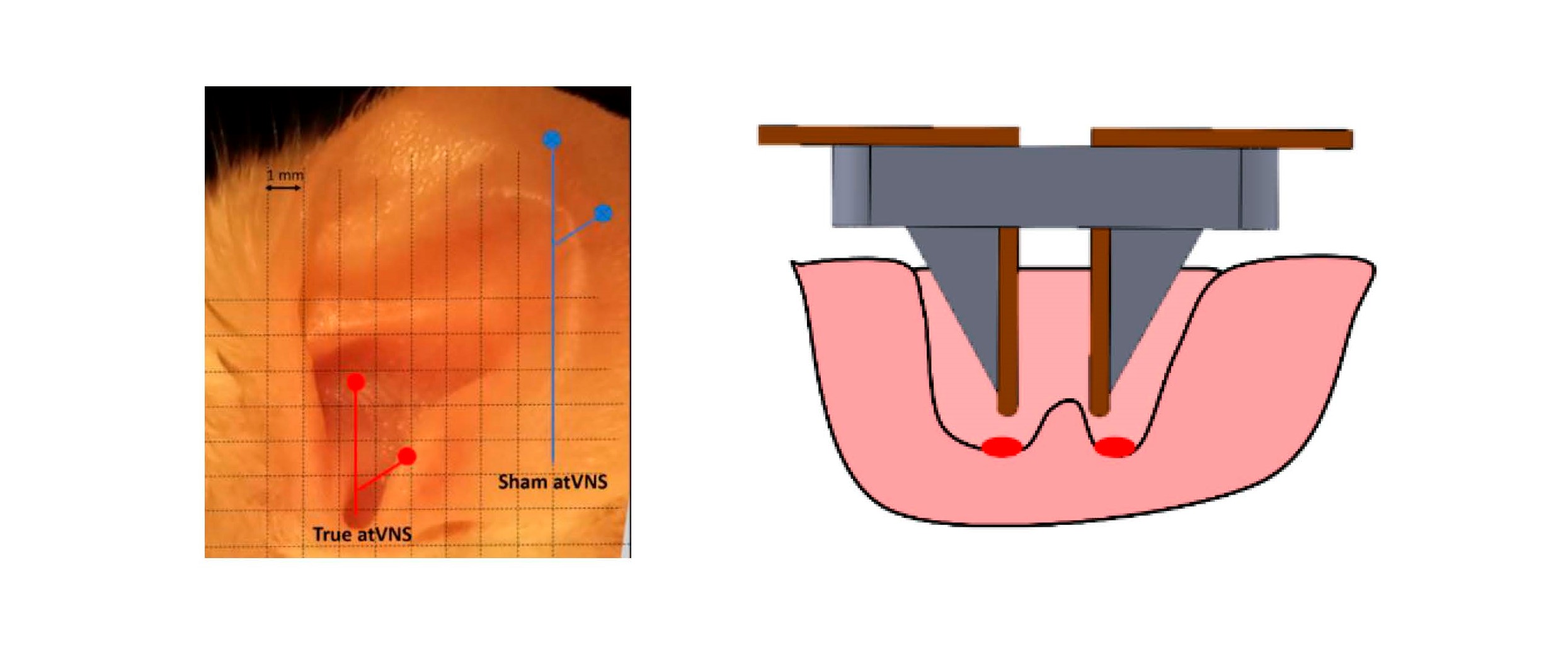 A la imatge podem veure un esquema del dispositiu d'electroestimulació (dreta) que es col·loca a l'orella del ratolí (esquerra). Imatge inicial - A la imatge podem veure un esquema del dispositiu d'electroestimulació (dreta) que es col·loca a l'orella del ratolí (esquerra).