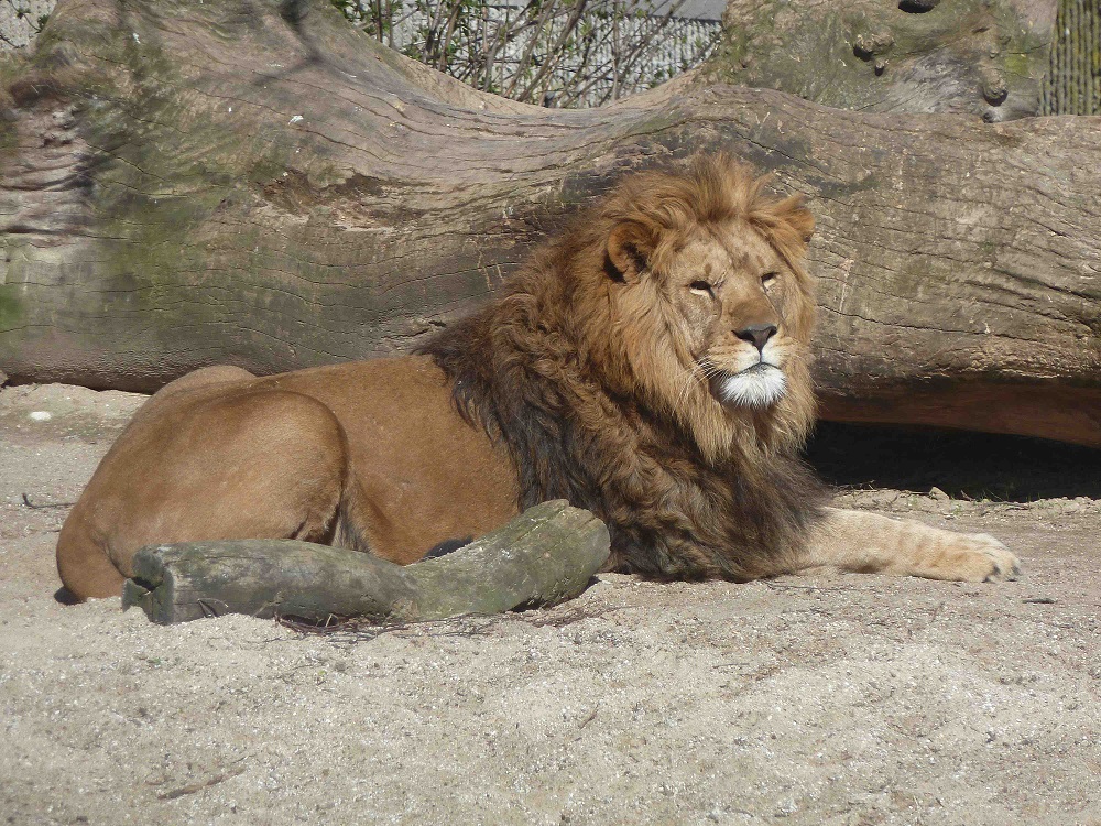 Imagen de un león macho tomadas en el zoológico de Copenhague en abril de 2014. Crédito: Ross Barnett. Imatge inicial - Imagen de un león macho tomadas en el zoológico de Copenhague en abril de 2014. Crédito: Ross Barnett.