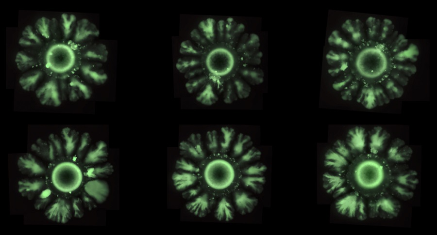Petri dish with the bacteria E. coli forming patterns induced by the new synthetic system. Source: Ricard Solé. Imatge inicial - Petri dish with the bacteria E. coli forming patterns induced by the new synthetic system. Source: Ricard Solé.
