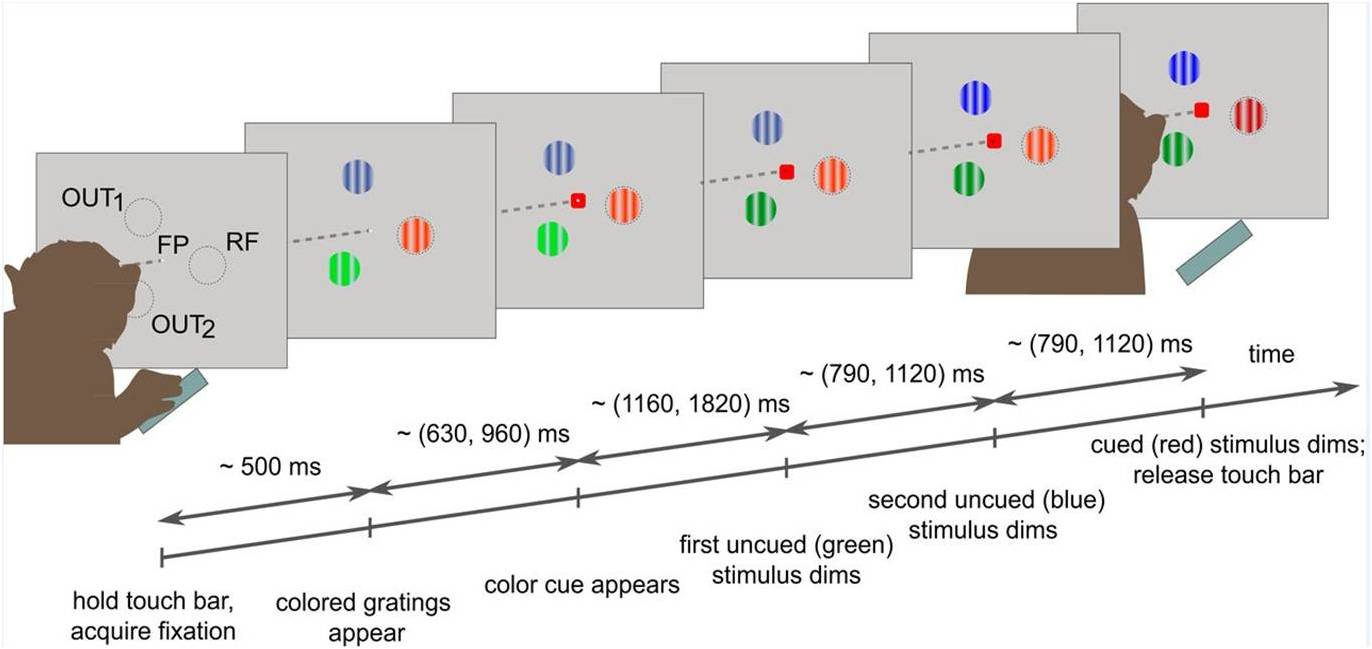 Figure 1 of the study: Behavioural task and recording setup Imatge inicial - Figure 1 of the study: Behavioural task and recording setup