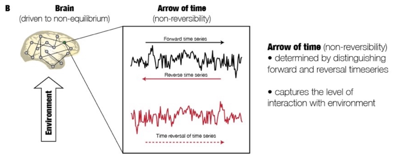 The key idea of thermodynamics is used to extract the arrow of time in brain signals to capture the level of interaction between the brain and the environment. Source: authors’ own.