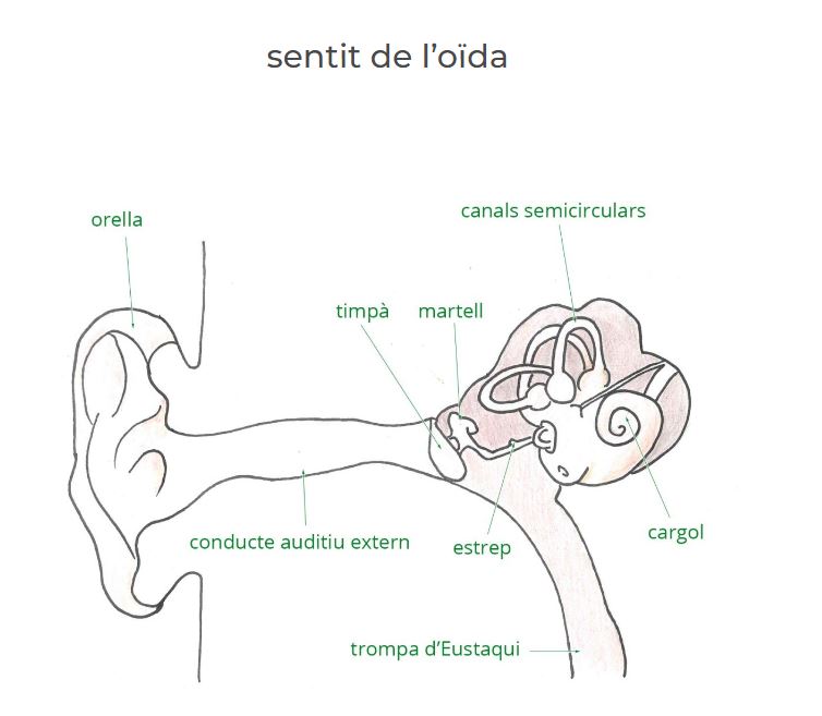 Imatge de l'atles del cos humà de la plataforma digital de Diximed sobre l'oïda