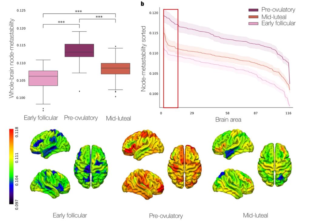 Figura sobre la complejidad de las dinámicas cerebrales durante las fases del ciclo menstrual (Fuente: nature.com/articles/s44294-024-00012-4/figures/3) Imatge inicial - Figura sobre la complejidad de las dinámicas cerebrales durante las fases del ciclo menstrual (Fuente: nature.com/articles/s44294-024-00012-4/figures/3)