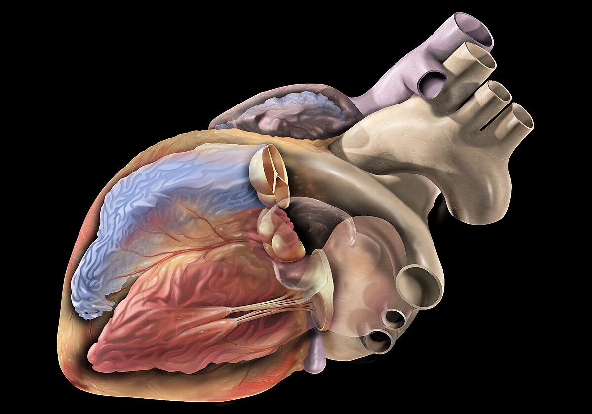 Resource image (created by Patrick J. Lynch, medical illustrator; and C. Carl Jaffe, MD, cardiologist) Imatge inicial - Resource image (created by Patrick J. Lynch, medical illustrator; and C. Carl Jaffe, MD, cardiologist)