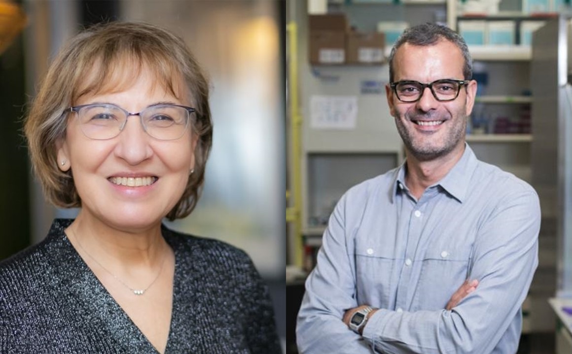 Imatge inicial - Pura Muñoz-Cánoves and Salvador Aznar Benitah, leaders of the two investigations published today in Science and Cell Stem Cell. Source: Altos Labs and IRB Barcelon