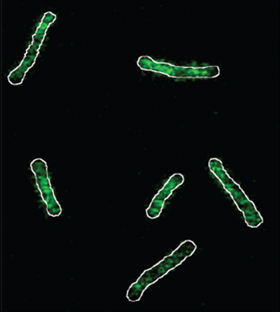 La imatge mostra els contorns de cèl·lules bacterianes amb fluorescència verda que destaca la manca de magnesi.