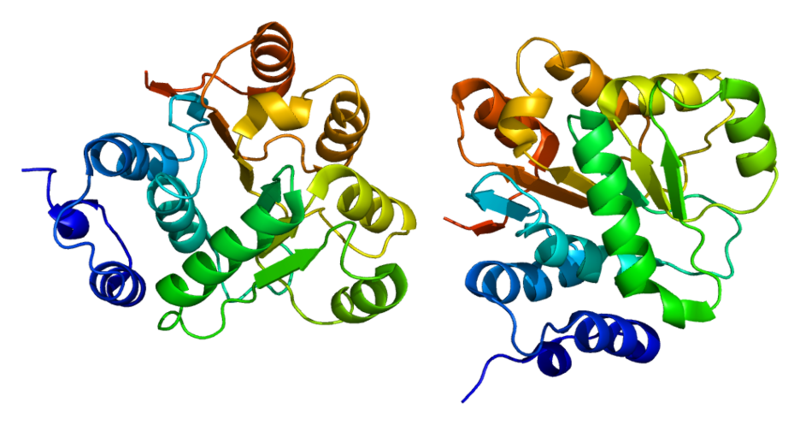 Proteïna DDX6 PDB 1vec - Wikimedia Commons