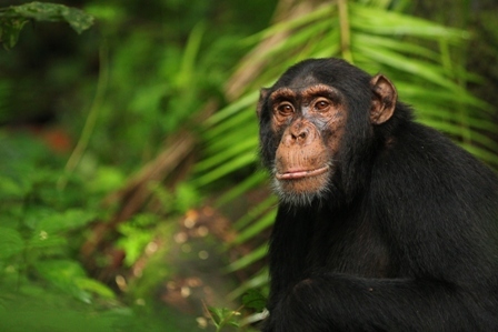 Chimpanzees at Ngogo Chimpanzee Project (Uganda) - Kevin Kevin Langergraber