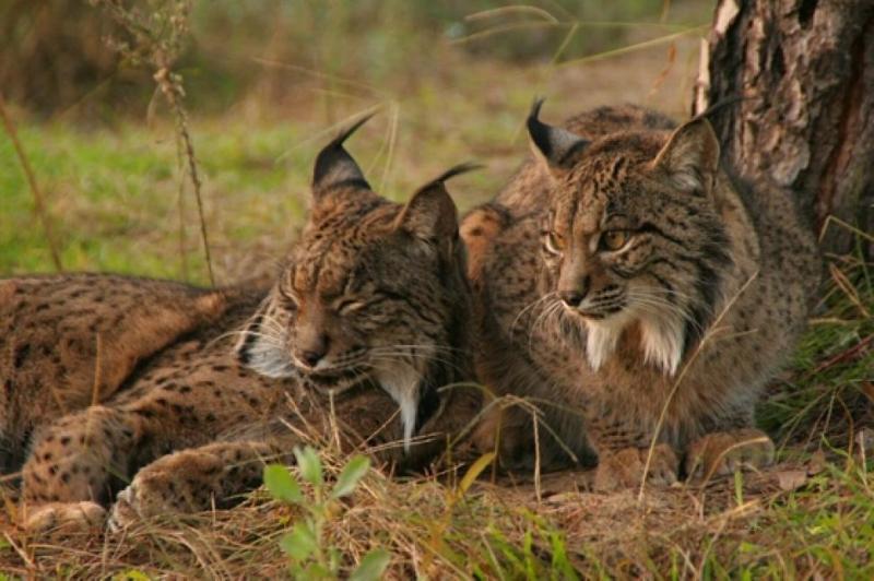 Iberian lynx resting