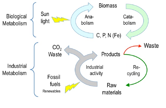 Metabolisme biològic versus metabolisme industrial