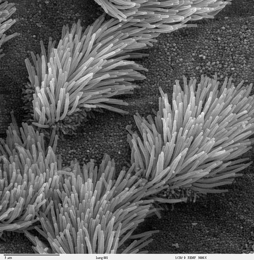 Scanning electron microscope image of lung trachea epithelium - CC