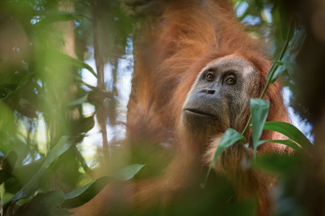 Tapanuli orangutan - Andrew Walmsley