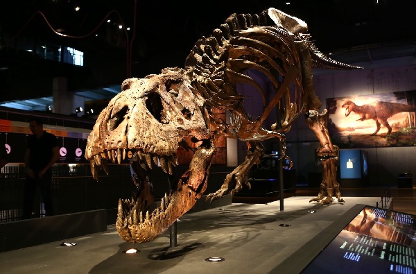 Esquelet del T. rex - UB