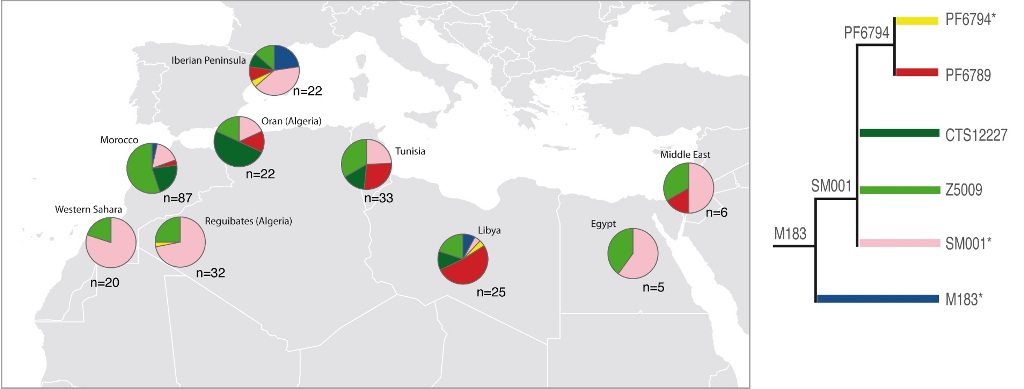 Distribución de los subgrupos de E-M183 en las zonas de África del Norte, Oriente Medio y la península Ibérica.