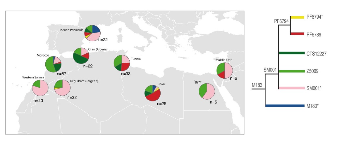 Distribució dels subgrups d’E-M183 a les zones d’Àfrica del Nord, l’Orient Mitjà i la península Ibèrica - UPF