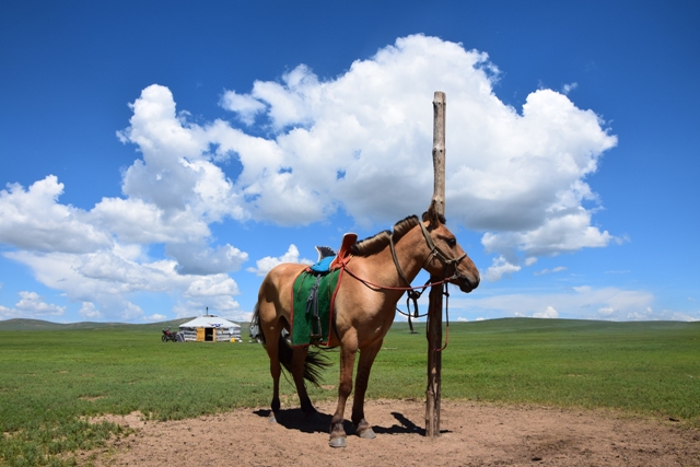 Caballo mongol de pie con un yurt tradicional en el fondo en el distrito de Arkangai en Mongolia - Bénédicte Lepretre