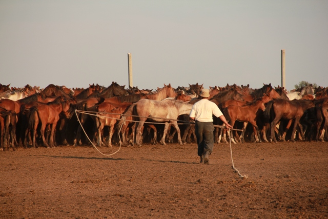 Criador de caballos de Kazajstán capturando de caballos en Kazajstán Central Norte - Ludovic Orlando