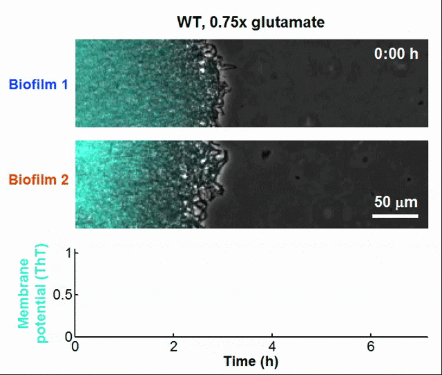 Oscil·lacions alternades entre dos biofilms creixent en la mateixa càmera de microfluídica - UPF - UCSD