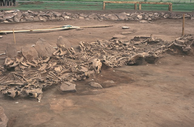 Scythian Kurgan Arzhan 2 (Tuva en Siberia) siglo VII antes de Cristo_Tumba 16_Vista de los esqueletos desenterrados de 14 caballos 2 - Michael Hochmuth