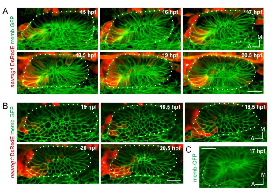 Dinámica de especificación y morfogénesis del dominio neurogénico ótico - UPF