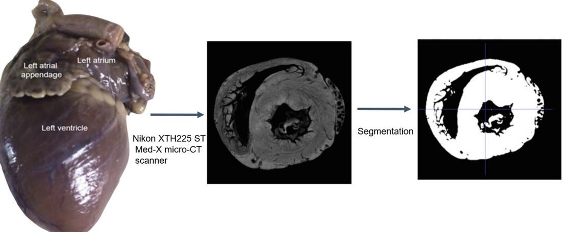 Procediment que s'ha seguit per realizar les reconstruccions 3D del cor dels gats a partir de la seva extracció (Font: article publicat a Scientific Reports). Imatge inicial - Procediment que s'ha seguit per realizar les reconstruccions 3D del cor dels gats a partir de la seva extracció (Font: article publicat a Scientific Reports).