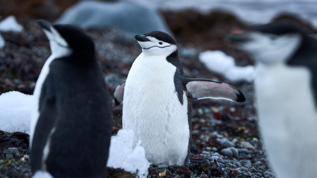Penguins in Antarctica (Image from the Uruguayan Antarctic Institute) Imatge inicial - Penguins in Antarctica (Image from the Uruguayan Antarctic Institute)