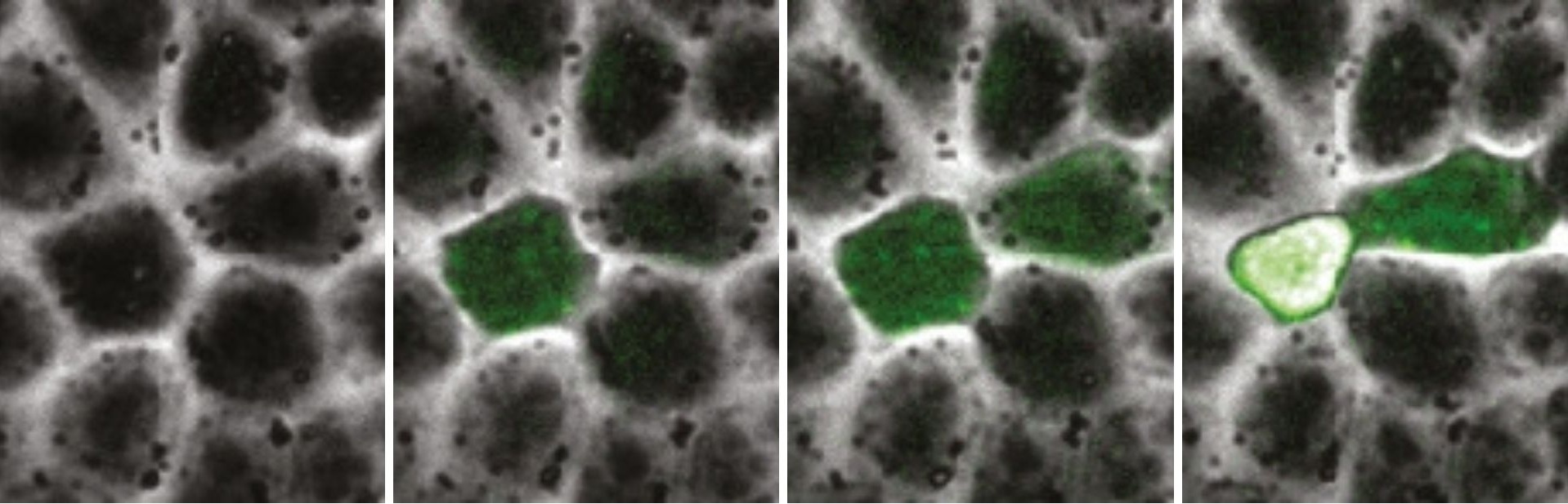 Fotogrames d’un experiment de microscòpia en viu que mostren la progressiva despolarització (augment del senyal verd) en una cèl·lula que acaba extrudida (foto dreta). Crèdit: Carlos Pardo-Pastor. Imatge inicial - Fotogrames d’un experiment de microscòpia en viu que mostren la progressiva despolarització (augment del senyal verd) en una cèl·lula que acaba extrudida (foto dreta). Crèdit: Carlos Pardo-Pastor.
