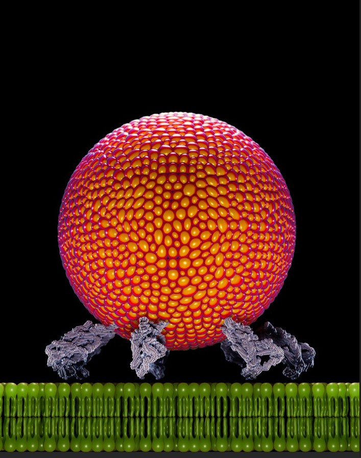 Representació 3D del nanomissatger transportant una vesícula a la superfície cel·lular. Crèdit: UPF/Dylan Godfrey Imatge inicial - Representació 3D del nanomissatger transportant una vesícula a la superfície cel·lular. Crèdit: UPF/Dylan Godfrey