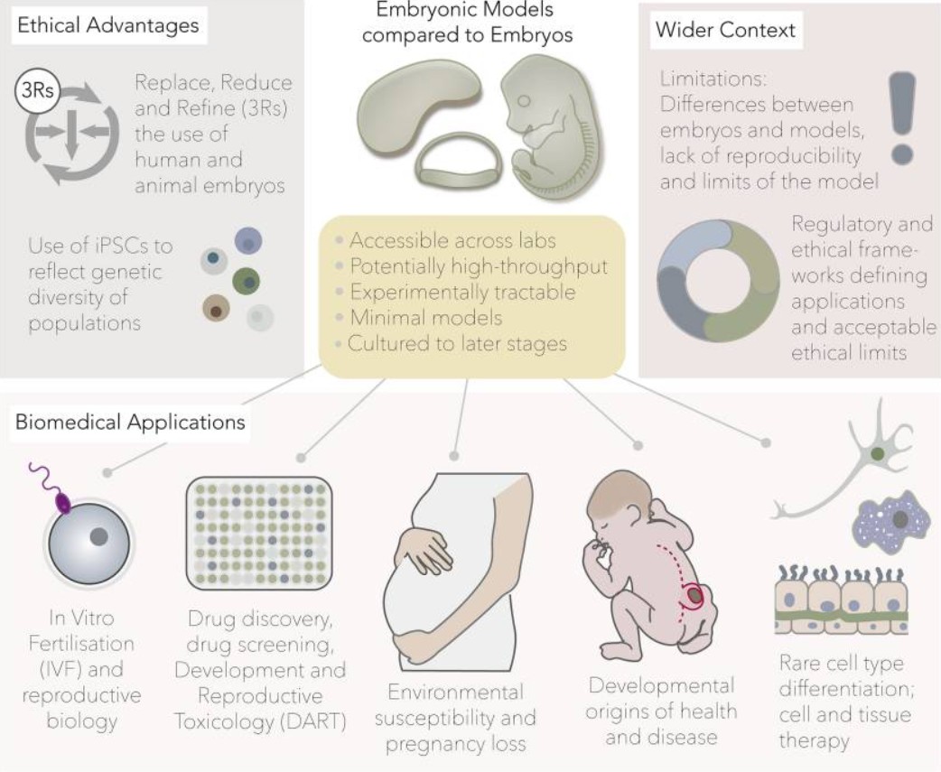 Figura extreta de l'estudi 'Biomedical and societal impacts of in vitro embryo models of mammalian development'. doi: 10.1016/j.stemcr.2021.03.023. CC BY-NC-ND 4.0 Imatge inicial - Figura extreta de l'estudi 'Biomedical and societal impacts of in vitro embryo models of mammalian development'. doi: 10.1016/j.stemcr.2021.03.023. CC BY-NC-ND 4.0