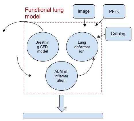 Functional lung model