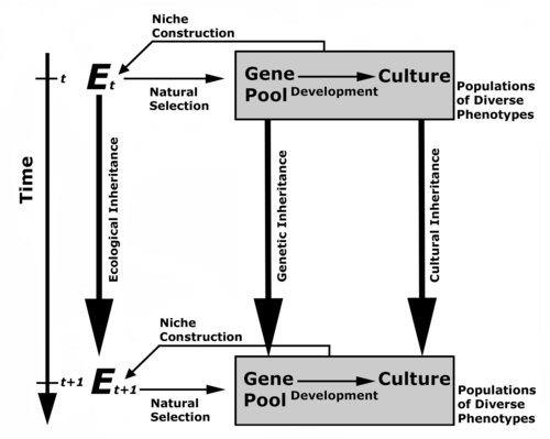 triple-inheritance model