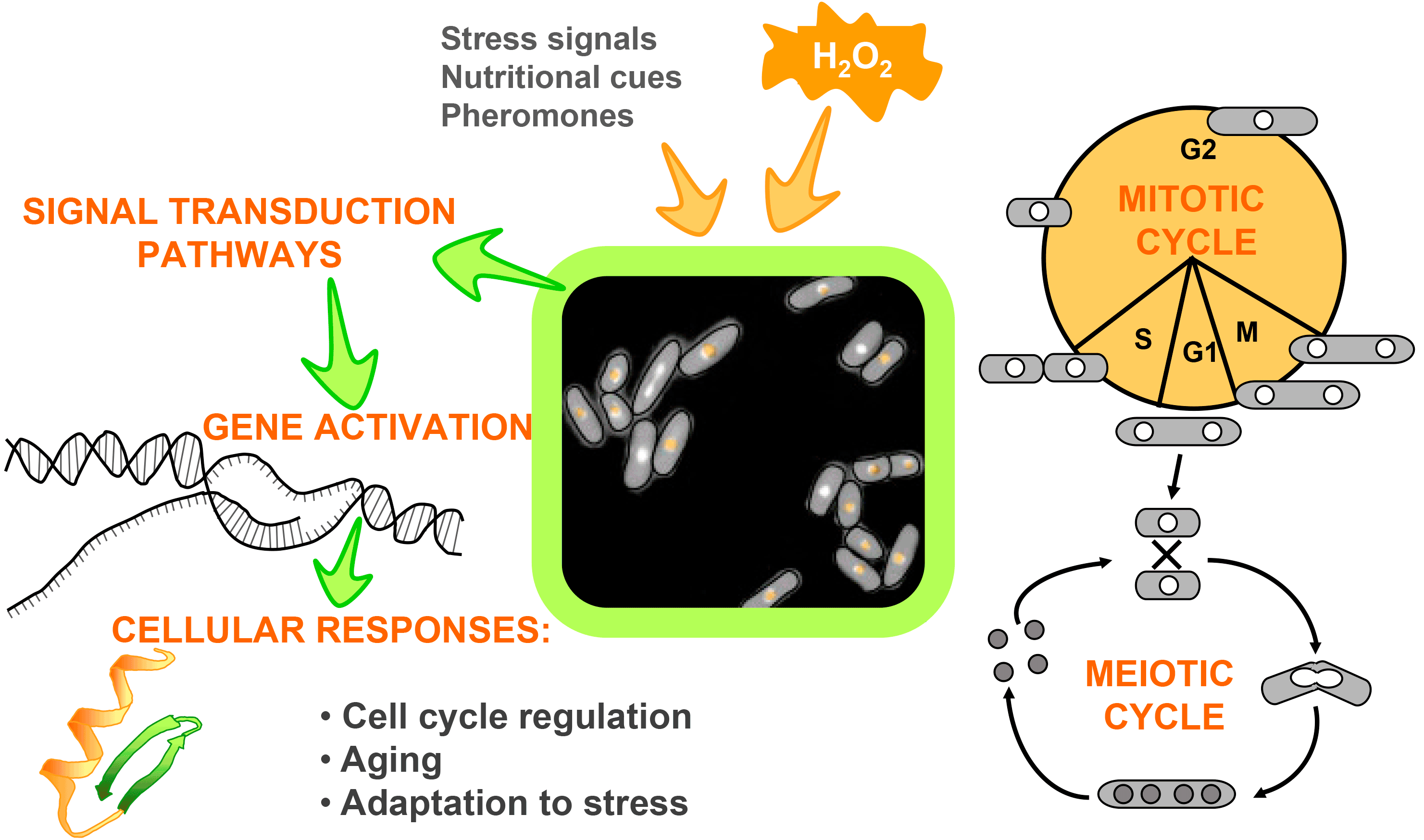 Oxidative Stress and Cell Cycle Research Group