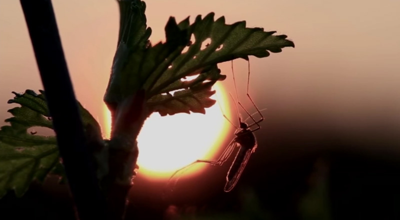sortida de sol