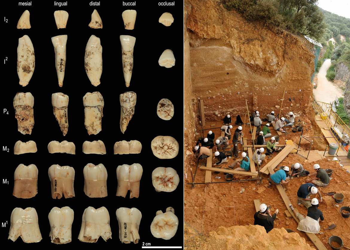 Images of tooth samples and the Gran Dolina. Credit: prof. José María Bermúdez de Castro