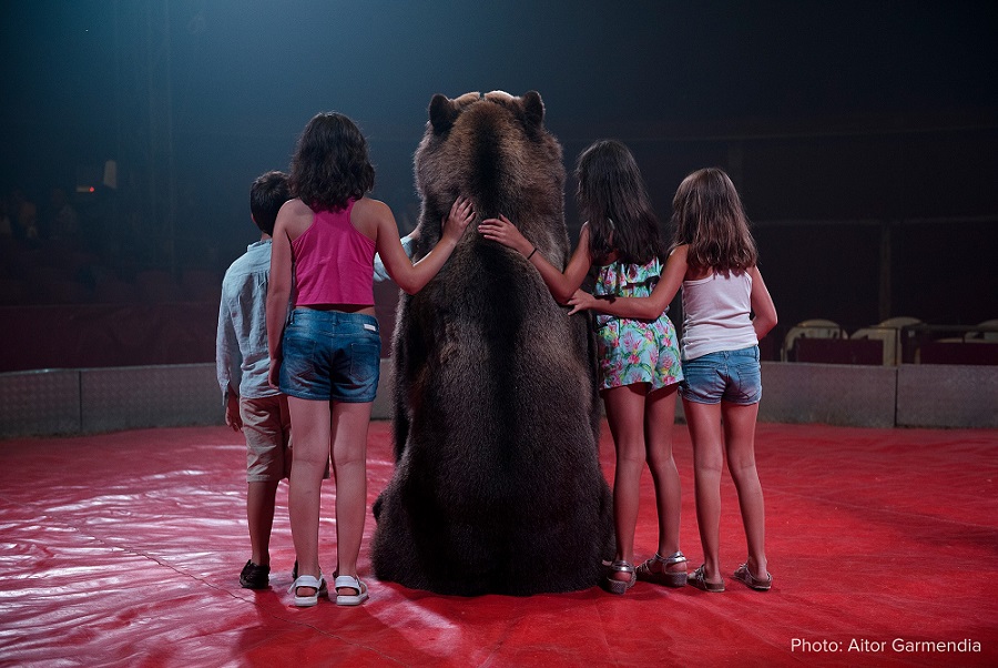 Los datos: El oso Tima, forzado a posar en el Circo Holiday (España). 2018. Aitor Garmendia. Imatge inicial - Los datos: El oso Tima, forzado a posar en el Circo Holiday (España). 2018. Aitor Garmendia.