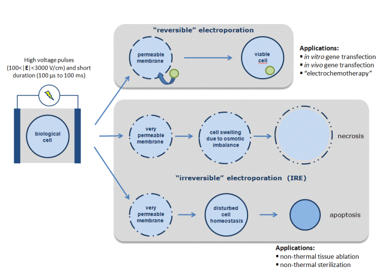 Electroporation