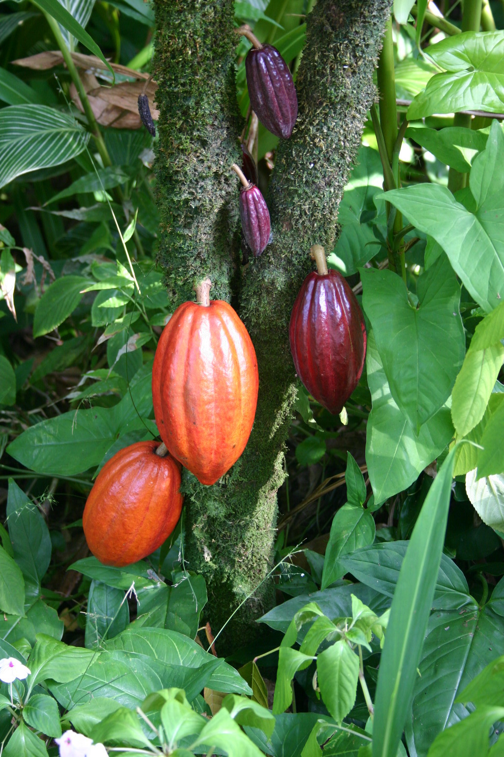 By Photo by Medicaster. - en:Image:Cocoa Pods.JPG, Public Domain, https://commons.wikimedia.org/w/index.php?curid=2973927